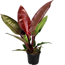 Load image into Gallery viewer, Philodendron Sun Red - 14cm
