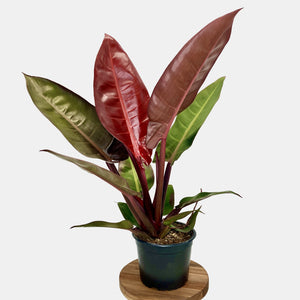 Philodendron Sun Red - 14cm