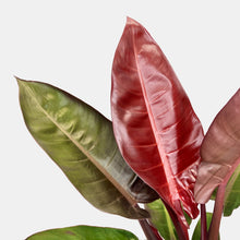 Load image into Gallery viewer, Philodendron Sun Red - 14cm
