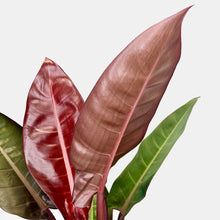 Load image into Gallery viewer, Philodendron Sun Red - 14cm
