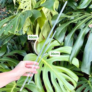 Clear Plant Support Stake