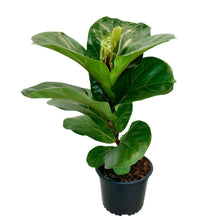 Load image into Gallery viewer, Ficus Lyrata Bambino - 14cm
