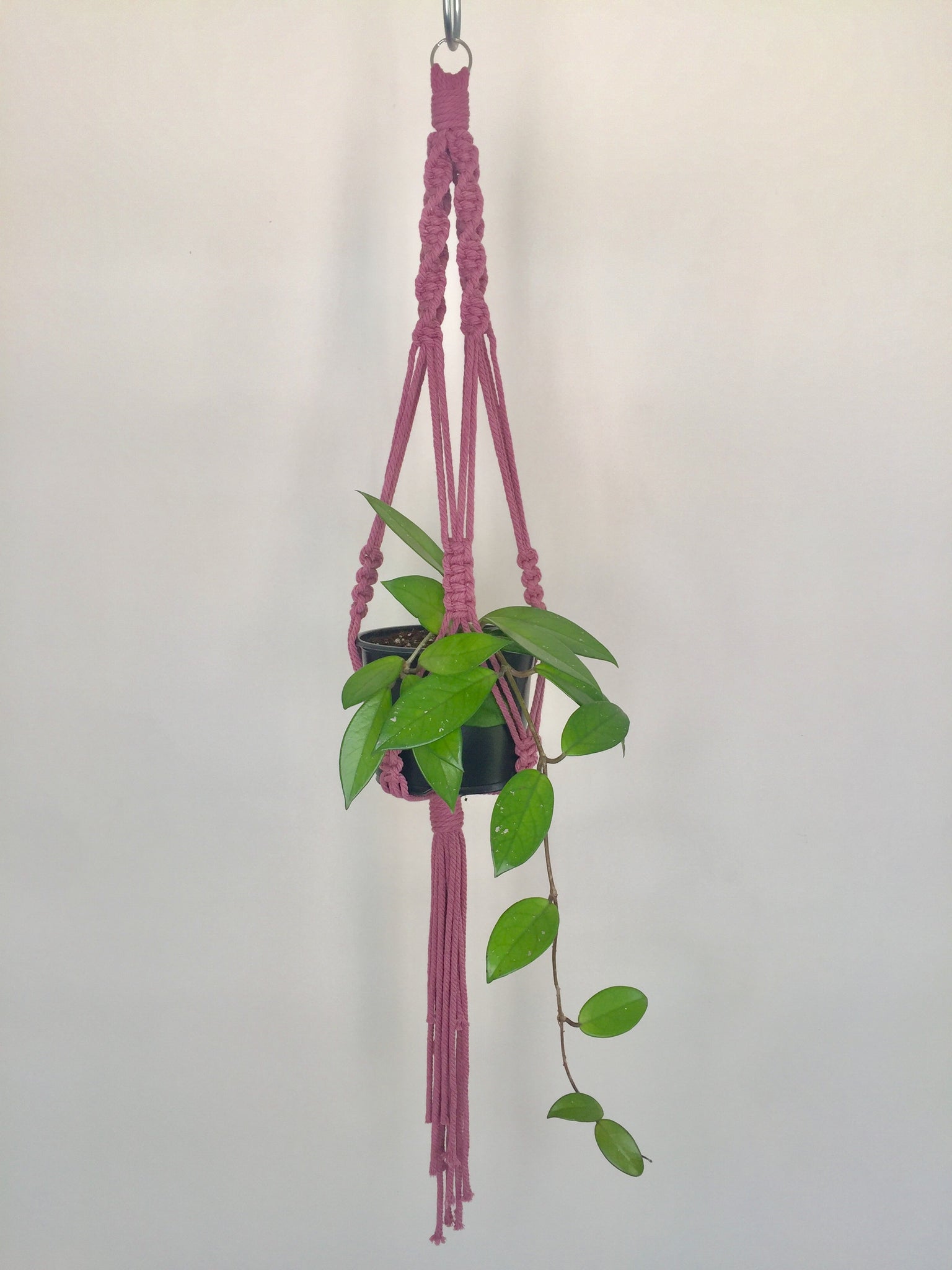 macrame plant hanger nz Buy 'Fully Twisted' Macrame Plant Hanger – GrowingGreen NZ