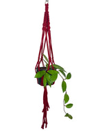 'Half n Half' Macrame Plant Hanger