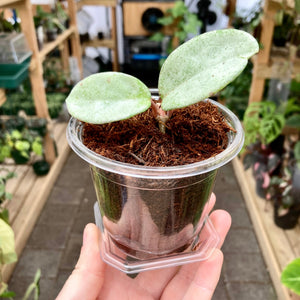 Clear Propagation Pot with Humidity Dome 9cm