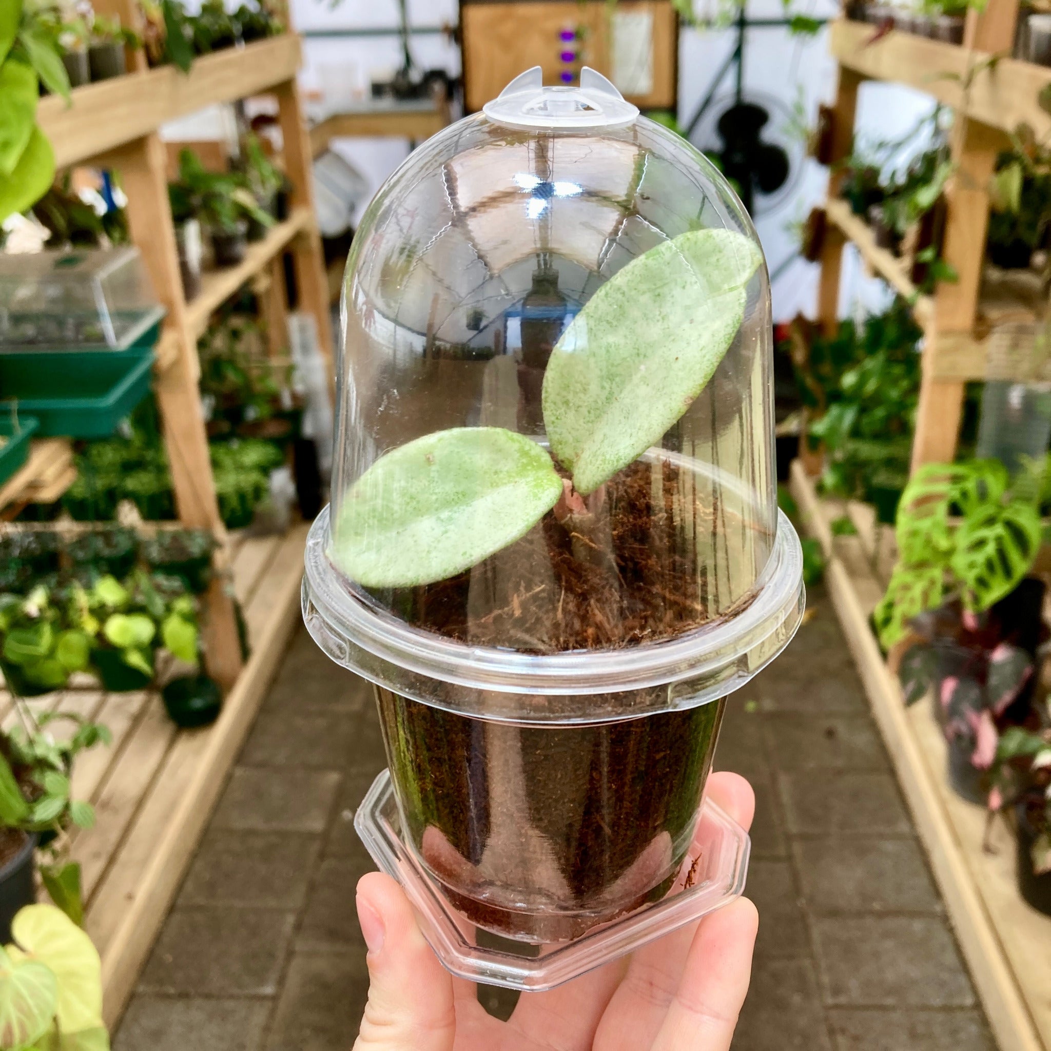 Clear Propagation Pot with Humidity Dome 9cm – GrowingGreen NZ