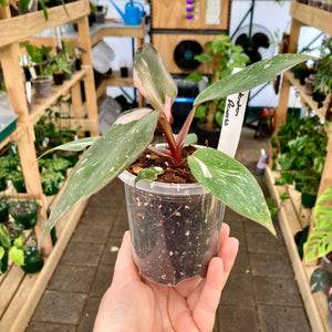 Clear Nursery Pot 9cm (330ml)