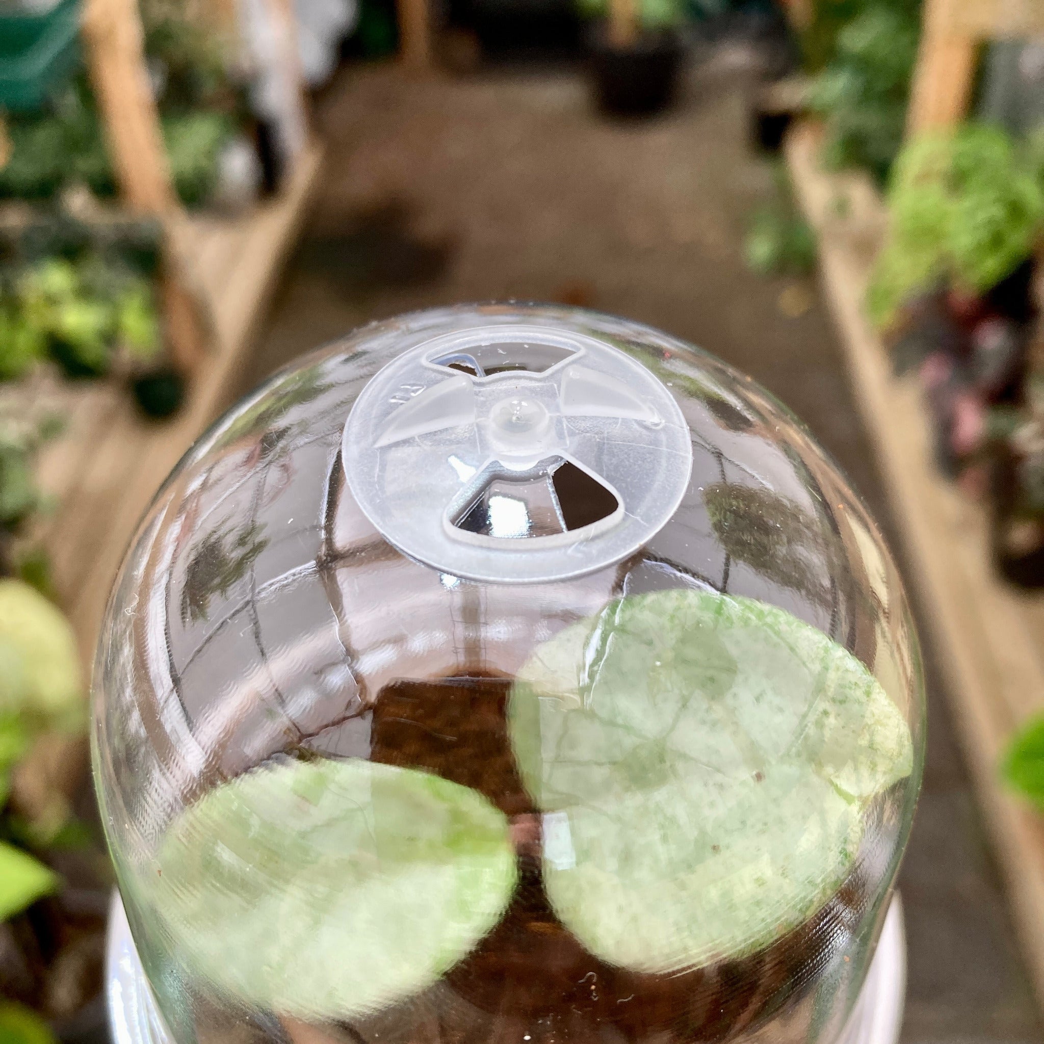 Clear Propagation Pot with Humidity Dome 9cm – GrowingGreen NZ