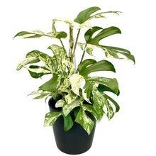 Load image into Gallery viewer, Variegated Philodendron Minima - 14cm
