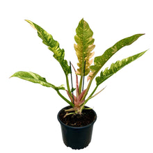 Load image into Gallery viewer, Philodendron Ring Of Fire - 17cm
