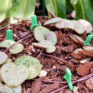 Plant Soil Pins 5cm