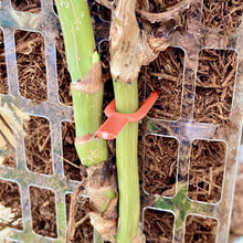 Load image into Gallery viewer, Red Plant Soil Pins 5cm - CLEARANCE
