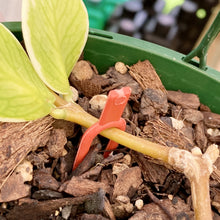 Load image into Gallery viewer, Red Plant Soil Pins 5cm - CLEARANCE
