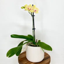 Load image into Gallery viewer, Lotus Ceramic Cover Pot - 9.5cm
