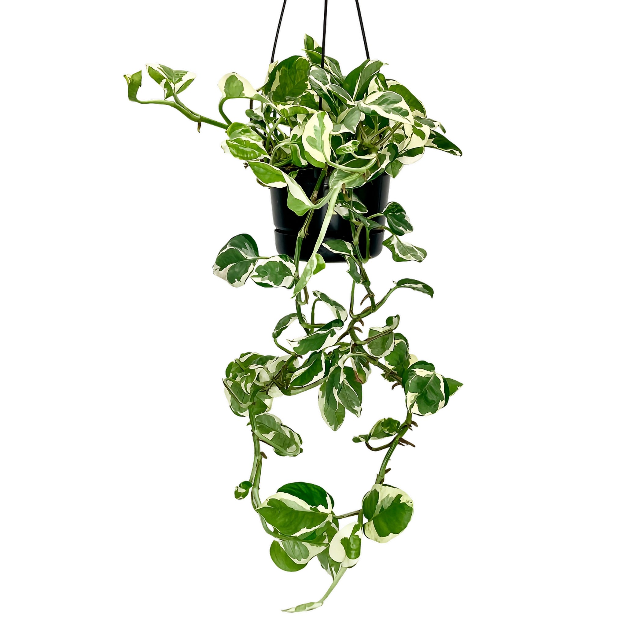 pothos nz N'Joy Pothos