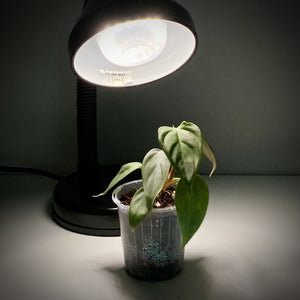 10 Watt Sansi LED Grow Light