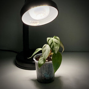 15 Watt Sansi LED Grow Light