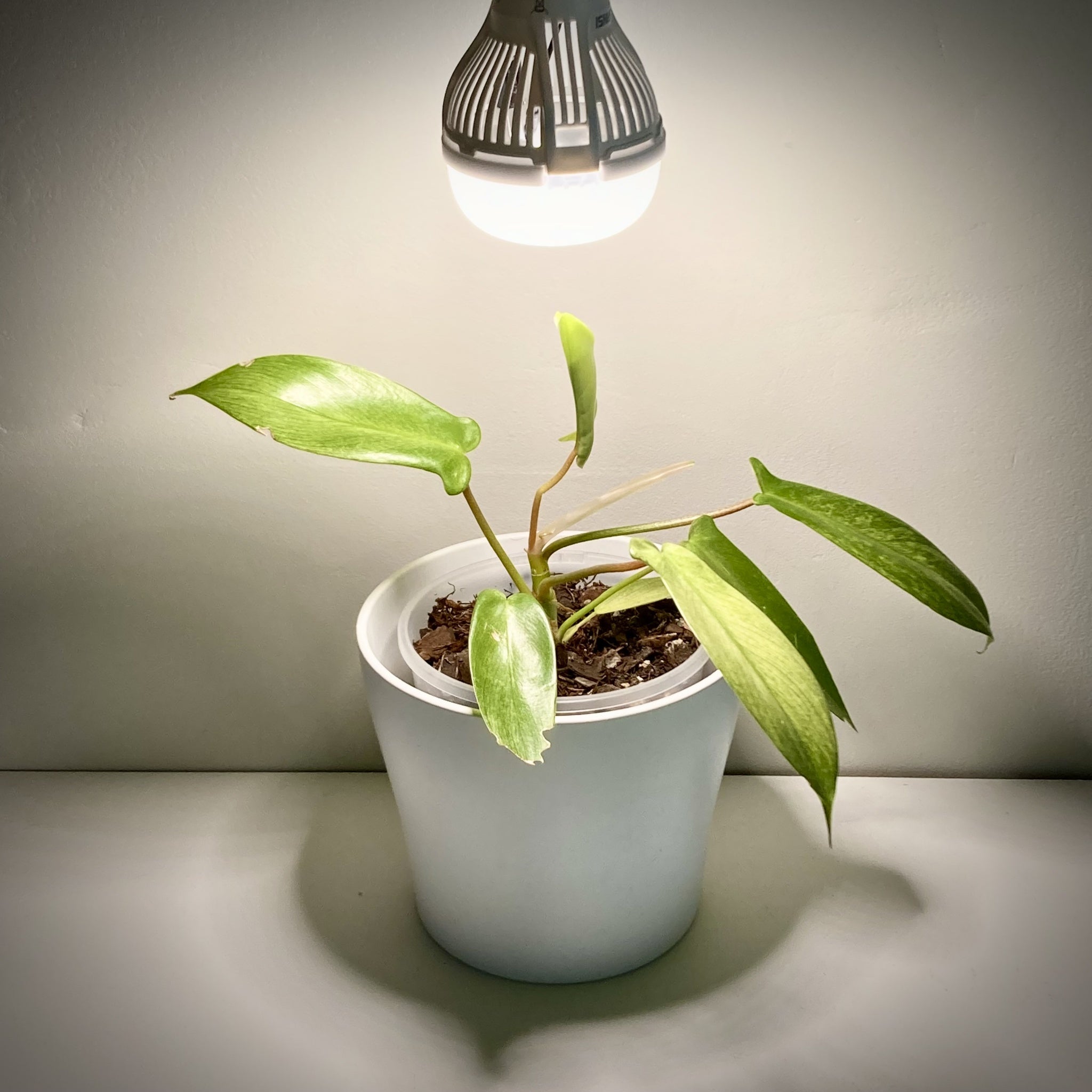 Buy 10 Watt Sansi LED Grow Light (new and improved design) – GrowingGreen NZ