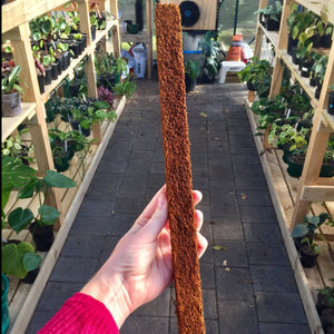 2 x 40cm Tree Fern Fibre Totem Pole Combo Deal
