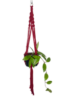 'Fully Twisted' Macrame Plant Hanger