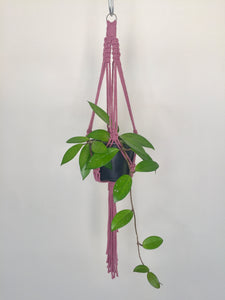 'Half Straight' Macrame Plant Hanger