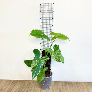Grow Vertical Plant Support