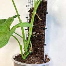 Load image into Gallery viewer, Grow Vertical Plant Support
