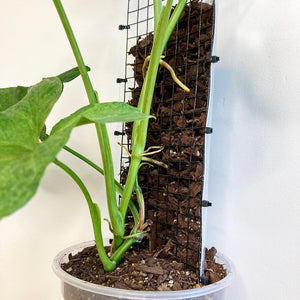 Grow Vertical Plant Support