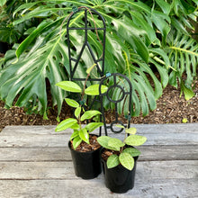 Load image into Gallery viewer, Plant Support Trellis
