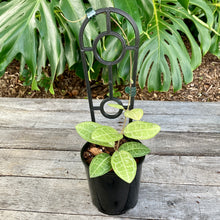 Load image into Gallery viewer, Plant Support Trellis
