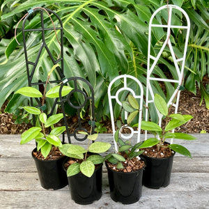 Plant Support Trellis