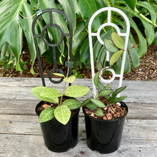 Load image into Gallery viewer, Plant Support Trellis
