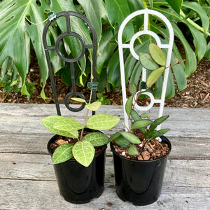 Plant Support Trellis