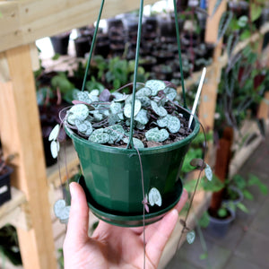 Hanging Pot Green/Black 14cm