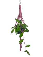 Load image into Gallery viewer, &#39;Knotted&#39; Macrame Plant Hanger
