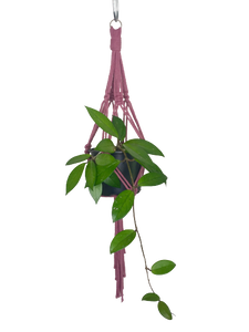 'Knotted' Macrame Plant Hanger