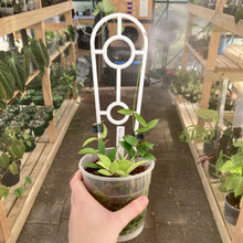 Load image into Gallery viewer, Plant Support Trellis
