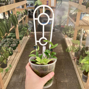 Plant Support Trellis