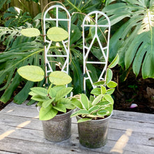 Load image into Gallery viewer, Plant Support Trellis
