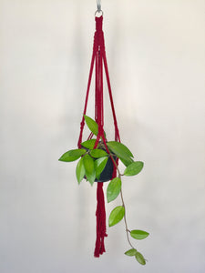 'Half Straight' Macrame Plant Hanger