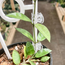 Load image into Gallery viewer, Plant Support Butterfly Clips
