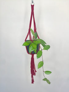 'Knotted' Macrame Plant Hanger