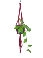 'Knotted' Macrame Plant Hanger