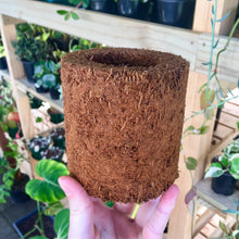 Load image into Gallery viewer, Tree Fern Fibre Pot 10cm

