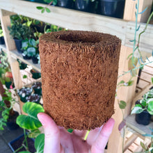 Load image into Gallery viewer, Tree Fern Fibre Pot 10cm
