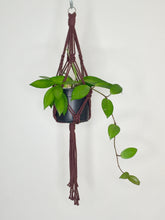 Load image into Gallery viewer, &#39;Knotted&#39; Macrame Plant Hanger
