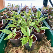 Load image into Gallery viewer, Clear Nursery Pot 6cm
