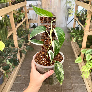 THICCLY Clear Grow Pole