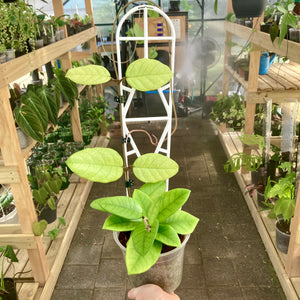 Plant Support Trellis