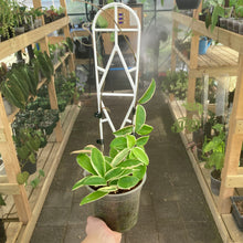 Load image into Gallery viewer, Plant Support Trellis
